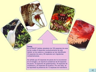 Fauna: En el SNLMT habitan alrededor de 150 especies de aves de las cuales 8 dependen exclusivamente de este hábitat: en los esteros y manglares se han identificado 43 especies de aves y 26 especies son migratorias norteamericanas.   Se señala que 42 especies de peces de río incursionan en el manglar y se reporta la existencia de 93 especies de peces, 33 especies de gasterópodos, 34 especies de crustáceos y 24 especies de bivalvos. Por otro lado, se ha reportado la presencia de 12 especies de mamíferos . 
