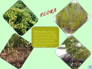 Biotopo del manglar:  subdivido en el manglar propiamente dicho   constituido básicamente por árboles de  Rhizophora mangle d e 10 - 15 m de altura mezclados con  Laguncularia racemosa  y  Avicennia germinans  ; la zona de transición entre el manglar y los canales de los esteros conformada por una vegetación joven que avanza colonizando y la zona de los esteros propiamente dicho que no cuentan con vegetación. FLORA 