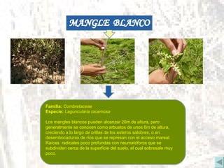 Familia:  Combretaceae  Especie:  Laguncularia racemosa   Los mangles blancos pueden alcanzar 20m de altura, pero generalmente se conocen como arbustos de unos 6m de altura, creciendo a lo largo de orillas de los esteros salobres, o en desembocaduras de ríos que se represan con el acceso mareal. Raíces  radicales poco profundas con neumatóforos que se subdividen cerca de la superficie del suelo, el cual sobresale muy poco. 