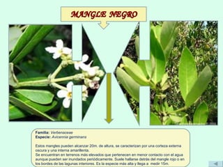 Familia:  Verbenaceae Especie:  Avicennia germinans Estos mangles pueden alcanzar 20m. de altura, se caracterizan por una corteza externa oscura y una interna amarillenta. Se encuentran en terrenos más elevados que pertenecen en menor contacto con el agua aunque pueden ser inundados periódicamente. Suele hallarse detrás del mangle rojo o en los bordes de las lagunas interiores. Es la especie más alta y llega a  medir 15m.  