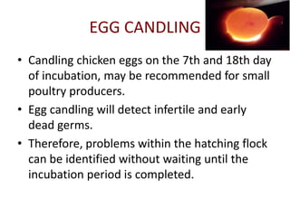 EGG CANDLING
• Candling chicken eggs on the 7th and 18th day
  of incubation, may be recommended for small
  poultry producers.
• Egg candling will detect infertile and early
  dead germs.
• Therefore, problems within the hatching flock
  can be identified without waiting until the
  incubation period is completed.
 