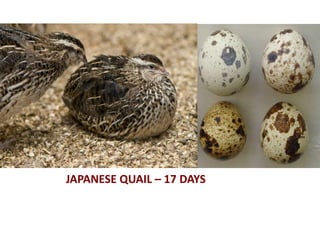 JAPANESE QUAIL – 17 DAYS
 