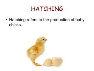 HATCHING
• Hatching refers to the production of baby
  chicks.
 