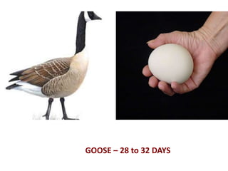 GOOSE – 28 to 32 DAYS
 