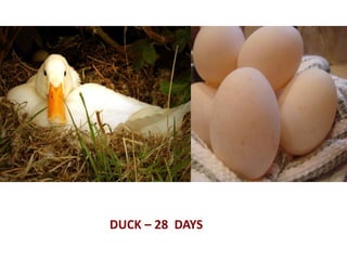 DUCK – 28 DAYS
 