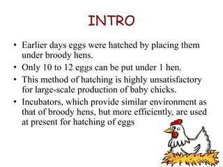 INTRO
• Earlier days eggs were hatched by placing them
  under broody hens.
• Only 10 to 12 eggs can be put under 1 hen.
• This method of hatching is highly unsatisfactory
  for large-scale production of baby chicks.
• Incubators, which provide similar environment as
  that of broody hens, but more efficiently, are used
  at present for hatching of eggs
 