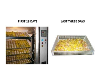 FIRST 18 DAYS   LAST THREE DAYS
 