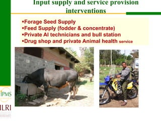 Dairy value chain development based on experiences  of IPMS and partners