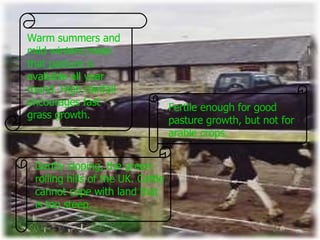 Fertile enough for good pasture growth, but not for arable crops. Warm summers and mild winters mean that pasture is available all year round. High rainfall encourages fast grass growth. Gently sloping, the green rolling hills of the UK. Cattle cannot cope with land that is too steep. 