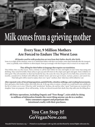 Every Year, 9 Million Mothers
                    Are Forced to Endure The Worst Loss
               All females used for milk production are torn from their babies shortly after birth.
Some try to fight off the attackers, some try to shield their babies with their own bodies, some chase frantically after the transport,
  some cry pitifully, some withdraw in silent despair. Some go trustingly with their keepers only to return to an empty stall.

                        They all beg for their babies in language that requires no translation:
They bellow, they cry, they moan. Many continue to call for their babies for days and nights on end. Some stop eating and
drinking. They search feverishly. Many refuse to give up and will return to the empty spot again and again. Some withdraw in
silent grief. They all remember to their last breath the face, the scent, the voice, the gait of every baby they carried for nine
months, soundered to, birthed with difficulty, bathed, loved, and never got to know, nurture, protect, and watch live.
           Their baby girls will be raised to replace their own “spent” mothers, their baby boys will be killed for veal.

After repeated cycles of forced impregnations, painful births, relentless milkings, and crushing bereavements,
their spirit gives, their bodies wither, their milk dries up. At the age when, in nature, a female cow would barely enter adulthood,
the life of a dairy cow is over. When her milk “production” declines, she and her other “spent” herd mates are trucked off to
slaughter. Some are pregnant. All are still lactating. As they are shoved towards their death, they drip milk onto the killing floor.


       All Dairy operations, including Organic and “Free-Range”, exist solely by doing
        to millions of defenseless females the worst thing anyone can do to a mother.
                        Dairy consumers support and perpetuate this
                           intentional cruelty with their purchases.



                                       You Can Stop It!
                                      GoVeganNow.com
Peaceful Prairie Sanctuary. org • Printed on recycled paper with veg inks and distributed by Animal Rights Advocates Inc.
 