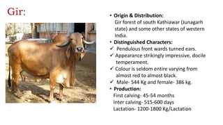 Gir: • Origin & Distribution:
Gir forest of south Kathiawar (Junagarh
state) and some other states of western
India.
• Distinguished Characters:
 Pendulous front wards turned ears.
 Appearance strikingly impressive, docile
temperament.
 Colour is seldom entire varying from
almost red to almost black.
 Male- 544 Kg and female- 386 kg.
• Production:
First calving- 45-54 months
Inter calving- 515-600 days
Lactation- 1200-1800 Kg/Lactation
 