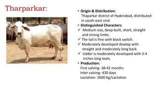 Tharparkar: • Origin & Distribution:
Thaparkar district of Hyderabad, distributed
in south-east sind.
• Distinguished Characters:
 Medium size, deep built, short, straight
and strong limbs.
 The tail is fine with black switch.
 Moderately developed dewlap with
straight and moderately long back.
 Udder is moderately developed with 3-4
inches long teats.
• Production:
First calving- 38-42 months
Inter calving- 430 days
Lactation- 2600 Kg/Lactation
 