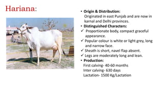 Hariana: • Origin & Distribution:
Originated in east Punjab and are now in
karnal and Delhi provinces.
• Distinguished Characters:
 Proportionate body, compact graceful
appearance.
 Popular colour is white or light grey, long
and narrow face.
 Sheath is short, navel flap absent.
 Legs are moderately long and lean.
• Production:
First calving- 40-60 months
Inter calving- 630 days
Lactation- 1500 Kg/Lactation
 