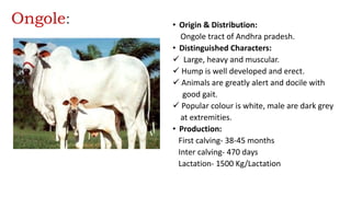 Ongole: • Origin & Distribution:
Ongole tract of Andhra pradesh.
• Distinguished Characters:
 Large, heavy and muscular.
 Hump is well developed and erect.
 Animals are greatly alert and docile with
good gait.
 Popular colour is white, male are dark grey
at extremities.
• Production:
First calving- 38-45 months
Inter calving- 470 days
Lactation- 1500 Kg/Lactation
 