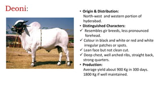 Deoni: • Origin & Distribution:
North-west and western portion of
hyderabad.
• Distinguished Characters:
 Resembles gir breeds, less pronounced
forehead.
 Colour in black and white or red and white
irregular patches or spots.
 Lean face but not clean cut.
 Deep chest, well arched ribs, straight back,
strong quarters.
• Production:
Average yield about 900 Kg in 300 days.
1800 Kg if well maintained.
 
