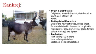 Kankrej:
• Origin & Distribution:
Originated in north Gujarat, distributed in
south-east of Rann of
Kutch.
• Distinguished Characters:
One of the heaviest breed, Broad chest,
forehead dished in the centre, tough skin,
male is silver grey, iron grey or black, female
colour markings are lighter.
• Production:
First calving- 50 months
Inter calving- 480 days
Lactation- 1400 Kg/Lactation
 