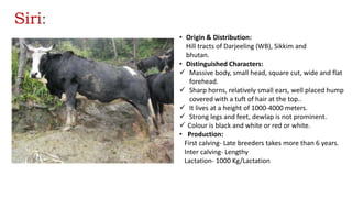 Siri:
• Origin & Distribution:
Hill tracts of Darjeeling (WB), Sikkim and
bhutan.
• Distinguished Characters:
 Massive body, small head, square cut, wide and flat
forehead.
 Sharp horns, relatively small ears, well placed hump
covered with a tuft of hair at the top..
 It lives at a height of 1000-4000 meters.
 Strong legs and feet, dewlap is not prominent.
 Colour is black and white or red or white.
• Production:
First calving- Late breeders takes more than 6 years.
Inter calving- Lengthy
Lactation- 1000 Kg/Lactation
 
