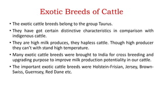 Exotic Breeds of Cattle
• The exotic cattle breeds belong to the group Taurus.
• They have got certain distinctive characteristics in comparison with
indigenous cattle.
• They are high milk produces, they hapless cattle. Though high producer
they can’t with stand high temperature.
• Many exotic cattle breeds were brought to India for cross breeding and
upgrading purpose to improve milk production potentiality in our cattle.
• The important exotic cattle breeds were Holstein-Frisian, Jersey, Brown-
Swiss, Guernsey, Red Dane etc.
 