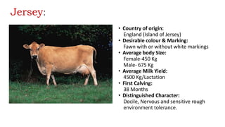 Jersey:
• Country of origin:
England (Island of Jersey)
• Desirable colour & Marking:
Fawn with or without white markings
• Average body Size:
Female-450 Kg
Male- 675 Kg
• Average Milk Yield:
4500 Kg/Lactation
• First Calving:
38 Months
• Distinguished Character:
Docile, Nervous and sensitive rough
environment tolerance.
 