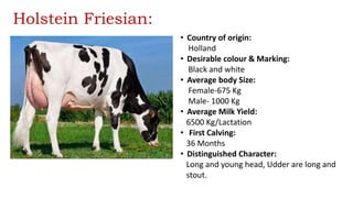 Holstein Friesian:
• Country of origin:
Holland
• Desirable colour & Marking:
Black and white
• Average body Size:
Female-675 Kg
Male- 1000 Kg
• Average Milk Yield:
6500 Kg/Lactation
• First Calving:
36 Months
• Distinguished Character:
Long and young head, Udder are long and
stout.
 