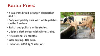 Karan Fries:
• It is a cross breed between Tharparkar
and HF.
• Body completely dark with white patches
on the fore head.
• Switch and poll are white strains.
• Udder is dark colour with white strains.
• First calving- 30 months.
• Inter calving- 400 days.
• Lactation- 4000 Kg/ Lactation.
 