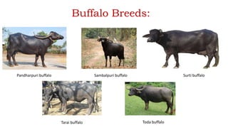 Buffalo Breeds:
Pandharpuri buffalo Sambalpuri buffalo Surti buffalo
Tarai buffalo Toda buffalo
 