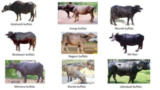 Bhadawari buffalo
Murrah buffalo
Jafarabadi Buffalo
Jirangi buffalo
Kalahandi buffalo
Manda buffaloMehsana buffalo
Nagpuri buffalo
Nili-Ravi
 