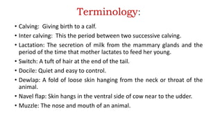 Terminology:
• Calving: Giving birth to a calf.
• Inter calving: This the period between two successive calving.
• Lactation: The secretion of milk from the mammary glands and the
period of the time that mother lactates to feed her young.
• Switch: A tuft of hair at the end of the tail.
• Docile: Quiet and easy to control.
• Dewlap: A fold of loose skin hanging from the neck or throat of the
animal.
• Navel flap: Skin hangs in the ventral side of cow near to the udder.
• Muzzle: The nose and mouth of an animal.
 