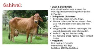 Sahiwal: • Origin & Distribution:
Central and southern dry areas of the
Punjab particularly in Montgomery district
in Pakistan.
• Distinguished Characters:
 Deep body, loose skin, short legs.
 General colours are Various shades of red,
pale red, and dark brown splashed with
white.
 Long whip like tail almost reaching to the
ground, tapering to good black switch.
 Male- 522 Kg and female- 340 kg.
 It is heritable breed- “Jamica hope” in West
indies.
• Production:
First calving- 32 months
Inter calving- 420 days
Lactation- 2800 Kg/Lactation
 