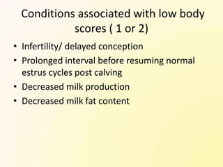 Conditions associated with low body
           scores ( 1 or 2)
• Infertility/ delayed conception
• Prolonged interval before resuming normal
  estrus cycles post calving
• Decreased milk production
• Decreased milk fat content
 