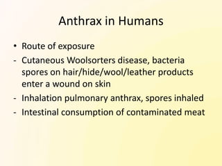 Anthrax in Humans
• Route of exposure
- Cutaneous Woolsorters disease, bacteria
  spores on hair/hide/wool/leather products
  enter a wound on skin
- Inhalation pulmonary anthrax, spores inhaled
- Intestinal consumption of contaminated meat
 