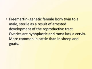 • Freemartin- genetic female born twin to a
  male, sterile as a result of arrested
  development of the reproductive tract.
  Ovaries are hypoplastic and most lack a cervix.
  More common in cattle than in sheep and
  goats.
 