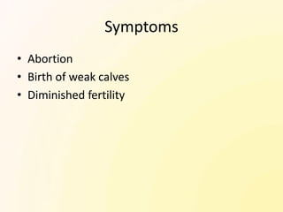 Symptoms
• Abortion
• Birth of weak calves
• Diminished fertility
 