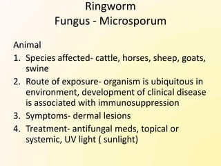 Ringworm
          Fungus - Microsporum
Animal
1. Species affected- cattle, horses, sheep, goats,
   swine
2. Route of exposure- organism is ubiquitous in
   environment, development of clinical disease
   is associated with immunosuppression
3. Symptoms- dermal lesions
4. Treatment- antifungal meds, topical or
   systemic, UV light ( sunlight)
 