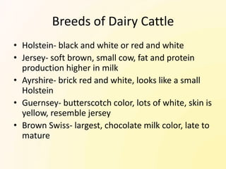 Breeds of Dairy Cattle
• Holstein- black and white or red and white
• Jersey- soft brown, small cow, fat and protein
  production higher in milk
• Ayrshire- brick red and white, looks like a small
  Holstein
• Guernsey- butterscotch color, lots of white, skin is
  yellow, resemble jersey
• Brown Swiss- largest, chocolate milk color, late to
  mature
 