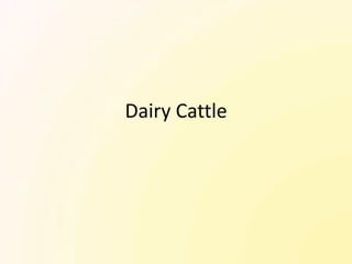 Dairy Cattle
 