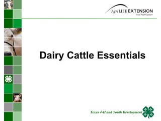 Dairy Cattle Essentials  Texas 4-H and Youth Development 