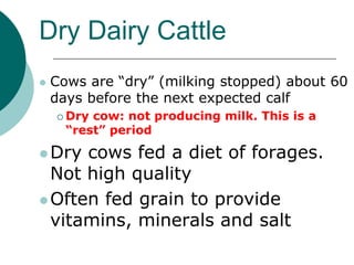Dry Dairy Cattle
 Cows are “dry” (milking stopped) about 60
days before the next expected calf
 Dry cow: not producing milk. This is a
“rest” period
Dry cows fed a diet of forages.
Not high quality
Often fed grain to provide
vitamins, minerals and salt
 