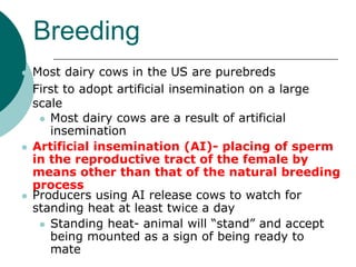 Breeding
 Most dairy cows in the US are purebreds
 First to adopt artificial insemination on a large
scale
 Most dairy cows are a result of artificial
insemination
 Artificial insemination (AI)- placing of sperm
in the reproductive tract of the female by
means other than that of the natural breeding
process
 Producers using AI release cows to watch for
standing heat at least twice a day
 Standing heat- animal will “stand” and accept
being mounted as a sign of being ready to
mate
 