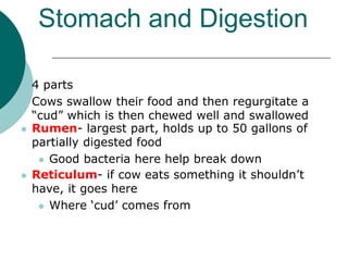 Stomach and Digestion
 4 parts
 Cows swallow their food and then regurgitate a
“cud” which is then chewed well and swallowed
 Rumen- largest part, holds up to 50 gallons of
partially digested food
 Good bacteria here help break down
 Reticulum- if cow eats something it shouldn’t
have, it goes here
 Where ‘cud’ comes from
 
