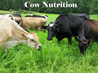 Cow Nutrition
 