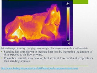 Infrared image of a dairy cow lying down at night. The temperature scale is in Fahrenheit.
• Standing has been shown to increase heat loss by increasing the amount of
  skin exposed to air flow or wind.
• Recumbent animals may develop heat stress at lower ambient temperatures
  than standing animals.

http://www.thedairysite.com/articles/2404/behavioural-responses-to-heat-stress
 