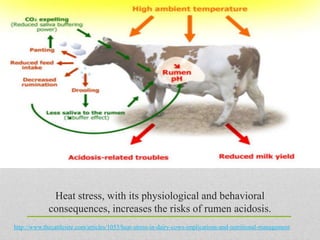 Heat stress, with its physiological and behavioral
             consequences, increases the risks of rumen acidosis.
http://www.thecattlesite.com/articles/1053/heat-stress-in-dairy-cows-implications-and-nutritional-management
 