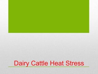 Dairy Cattle Heat Stress
 