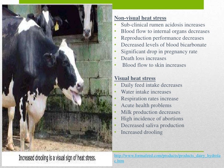 Dairy cattle powerpoint