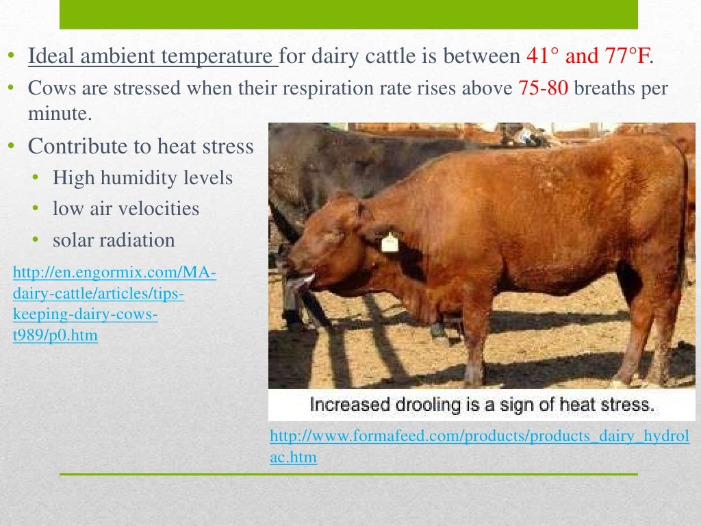 Dairy cattle powerpoint