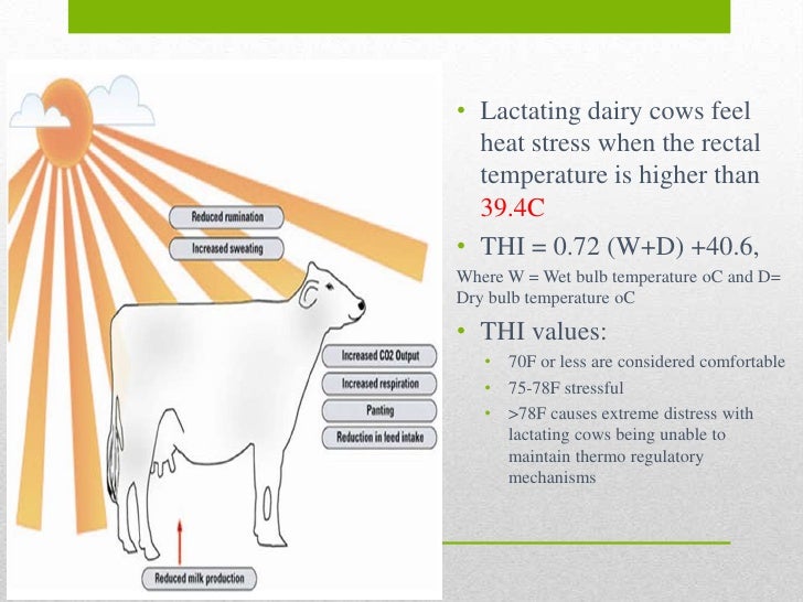 Dairy cattle powerpoint