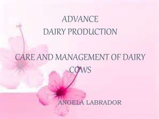 ADVANCE
DAIRY PRODUCTION
CARE AND MANAGEMENT OF DAIRY
COWS
ANGELA LABRADOR
 