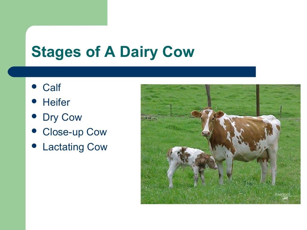 Dairy cow nutrition