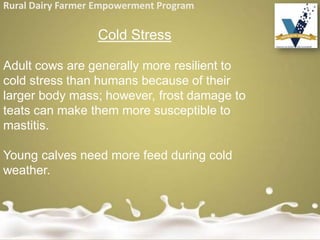 Rural Dairy Farmer Empowerment Program
Cold Stress
Adult cows are generally more resilient to
cold stress than humans because of their
larger body mass; however, frost damage to
teats can make them more susceptible to
mastitis.
Young calves need more feed during cold
weather.
 